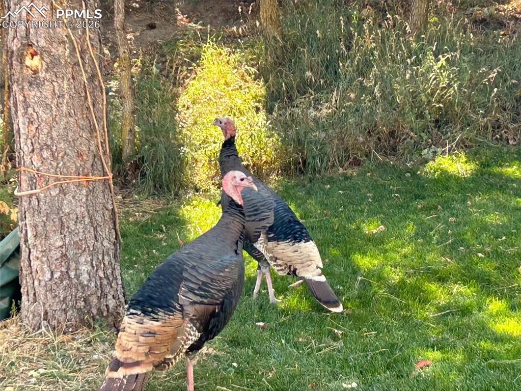 7630 Delmonico Drive