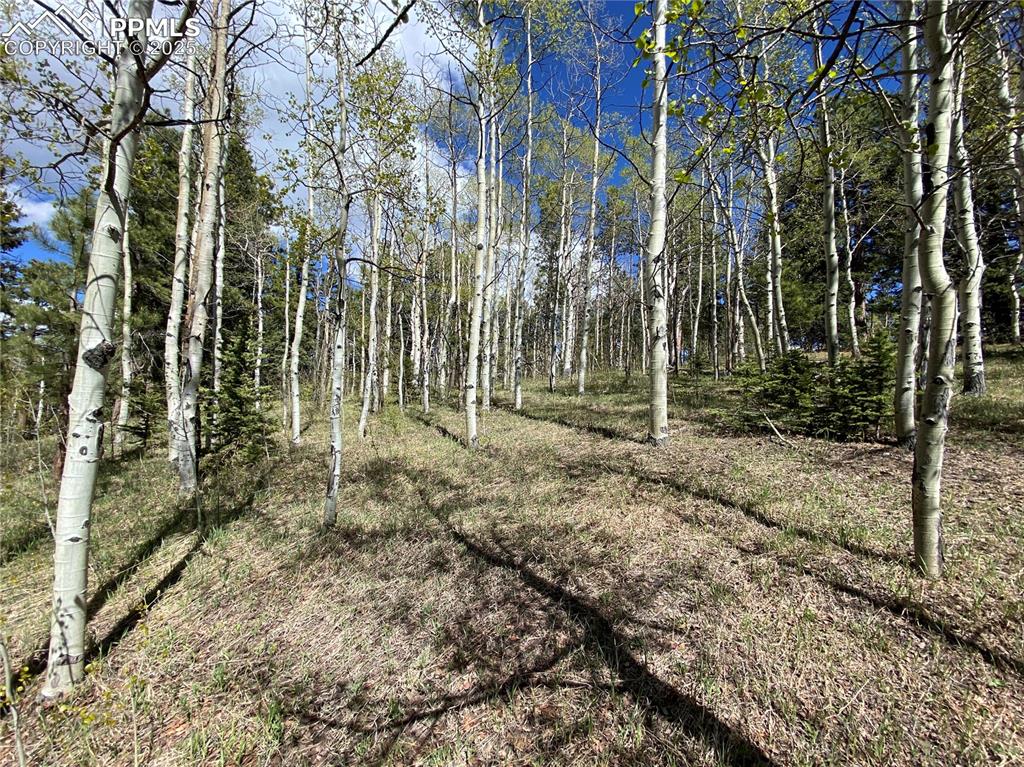 The lot has many heavily wooded areas