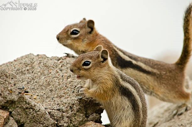 Ground Squirrel