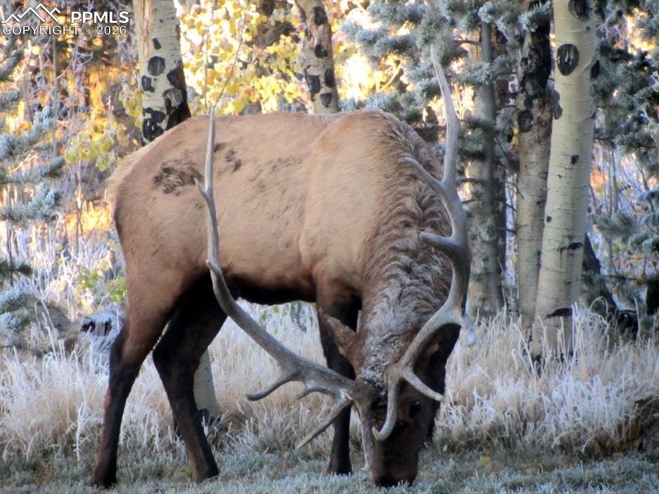 Elk