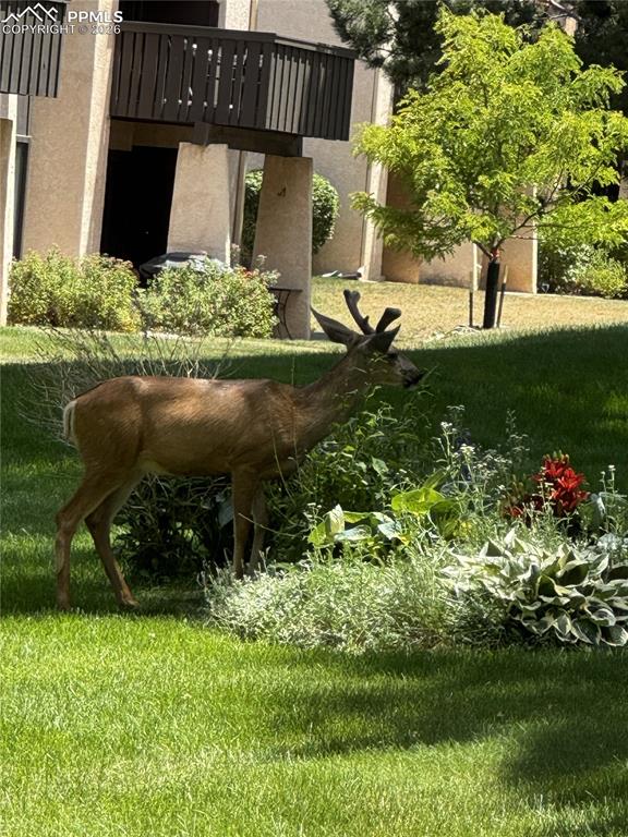 Spring Time Photo of a Local Visitor