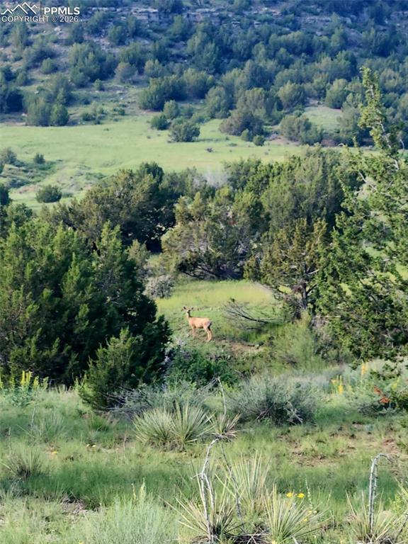 7480 Red Creek Springs Road