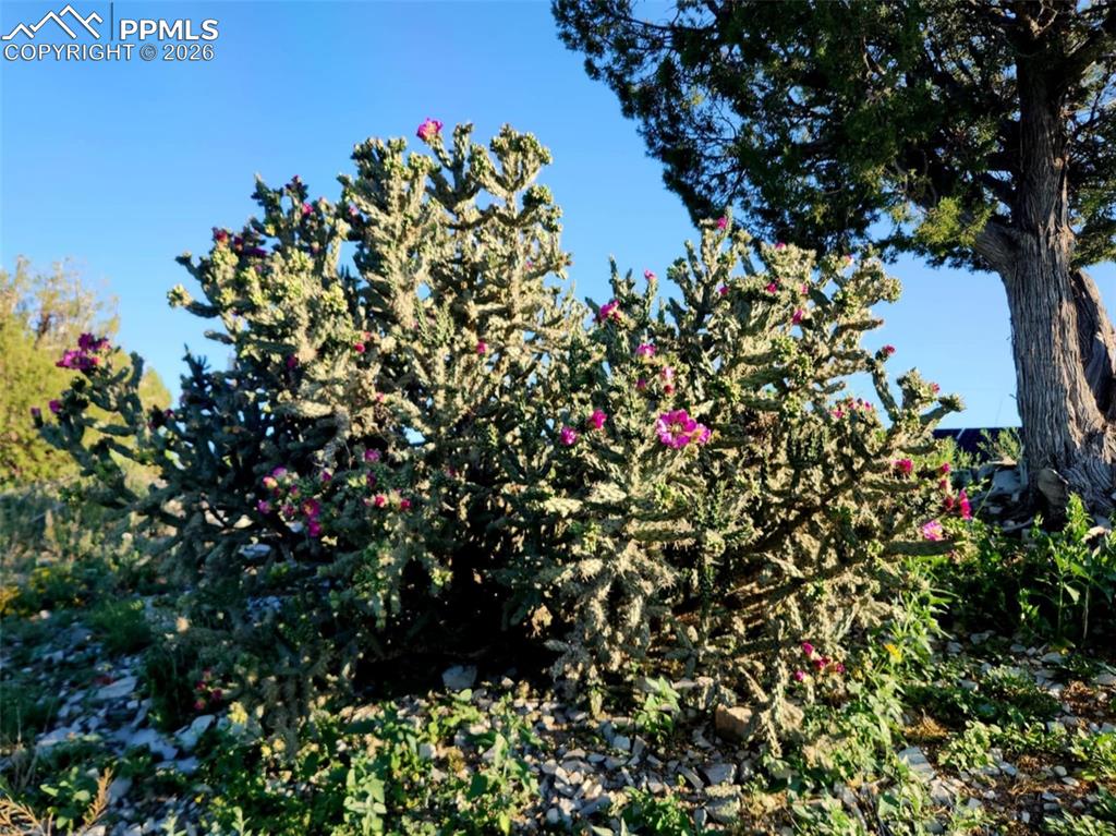 7480 Red Creek Springs Road