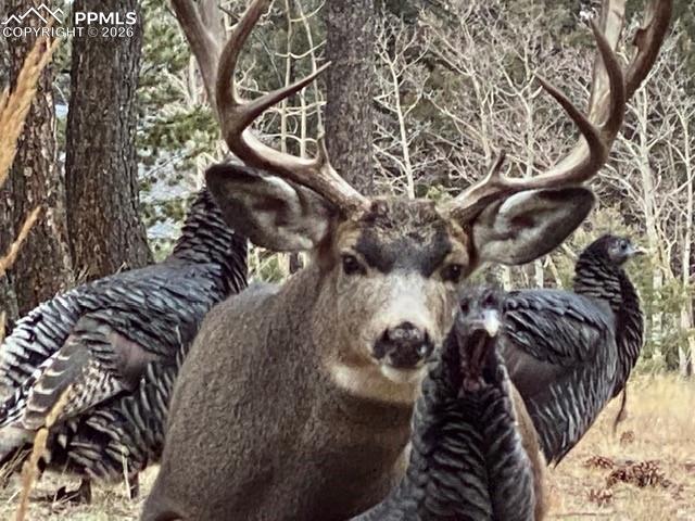 Buck & Turkey