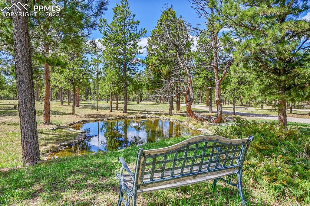 view of pond and pine trees