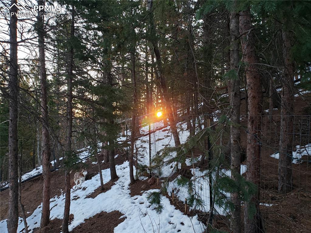 Look closely and you can see the fencing in place for your dogs.