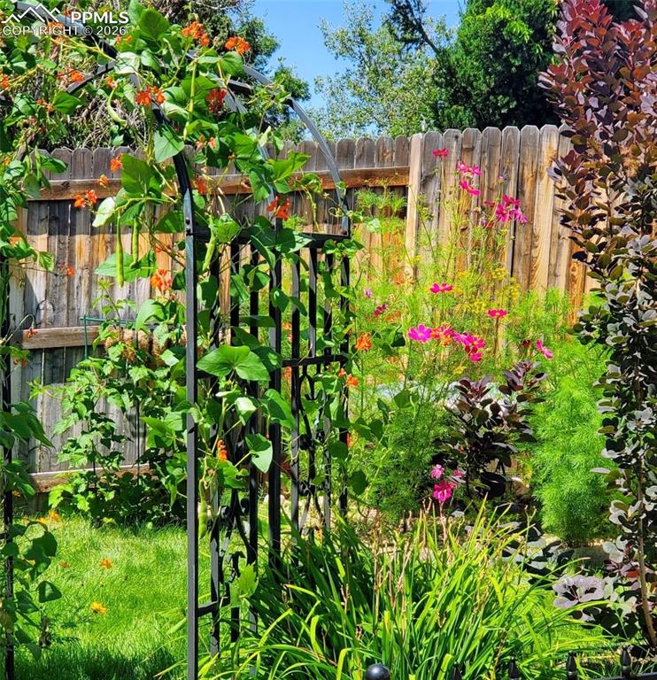 Back yard in the summer