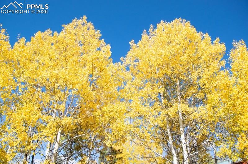 View of undeveloped land