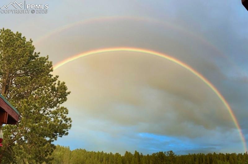 Water view with a forest