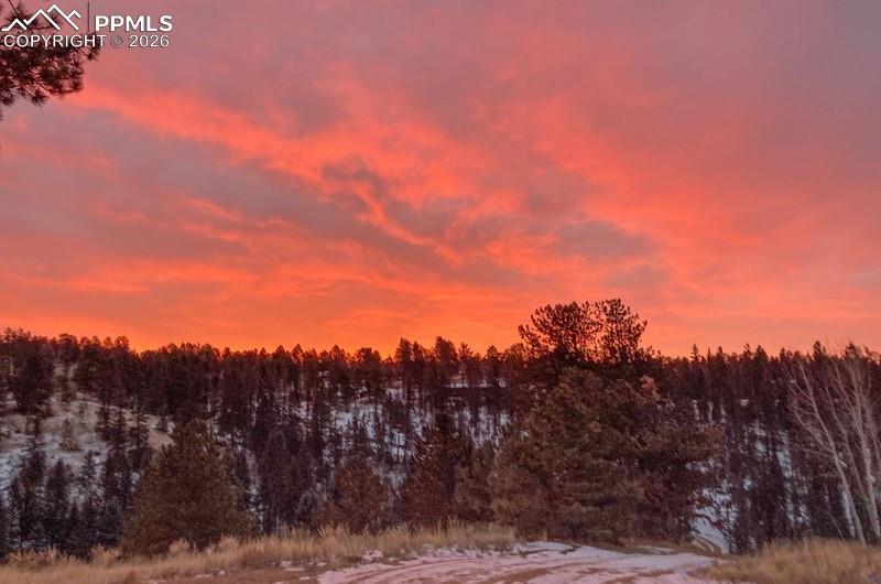 Snowy landscape featuring a forest view