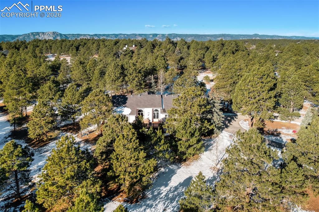 Bird's eye view of a forest