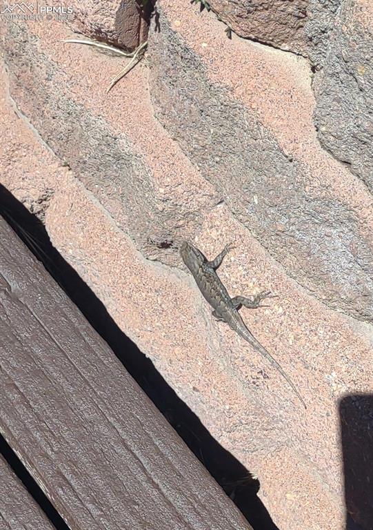 critters everywhere!