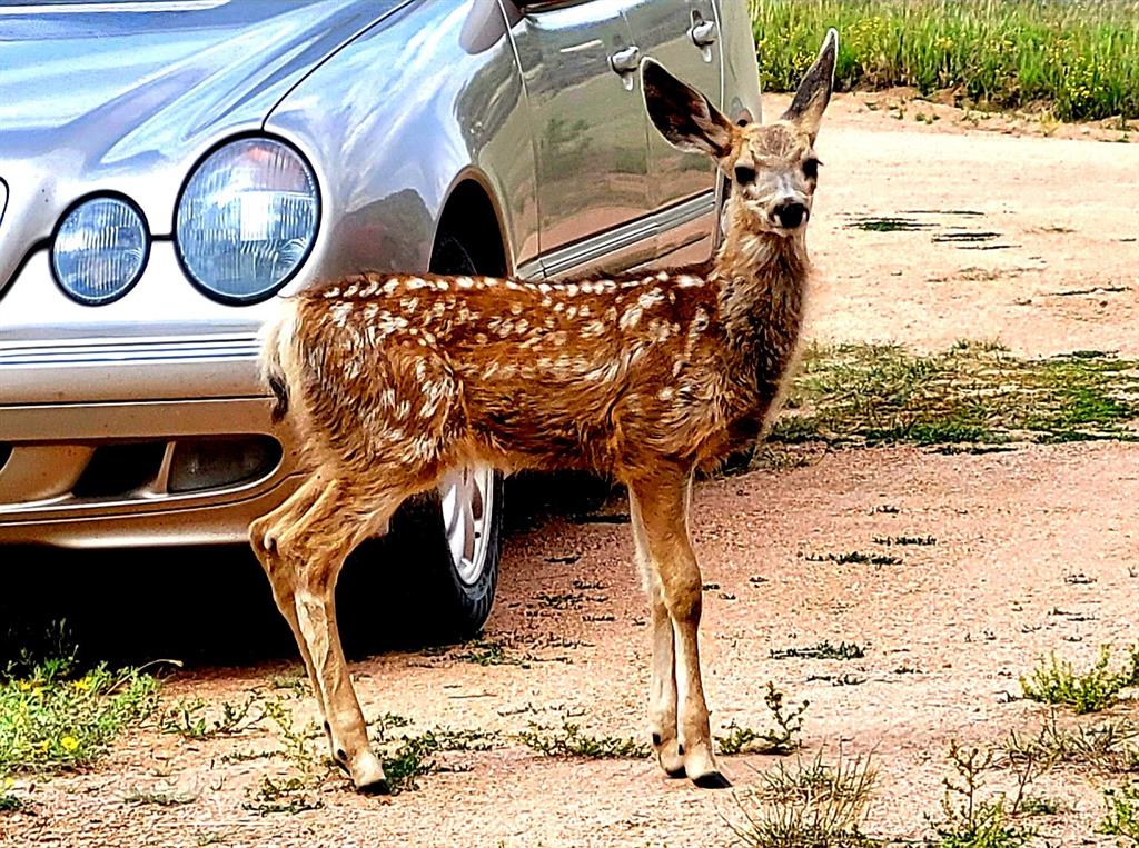 Fawn in the driveway