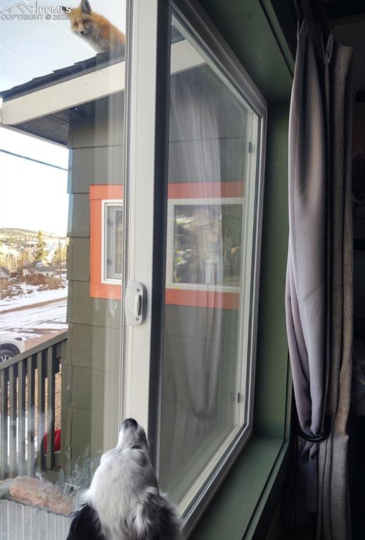 The animal intrigue between domesticated and wildlife.