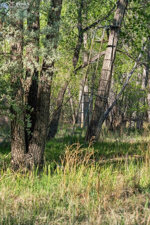 Deer Stand (may be removed at owner's discretion)