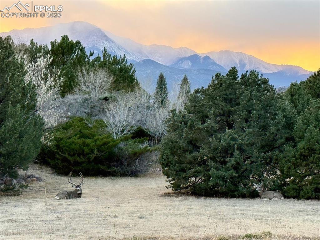 Nature meets refined living — a majestic buck roams the landscaped backyard.