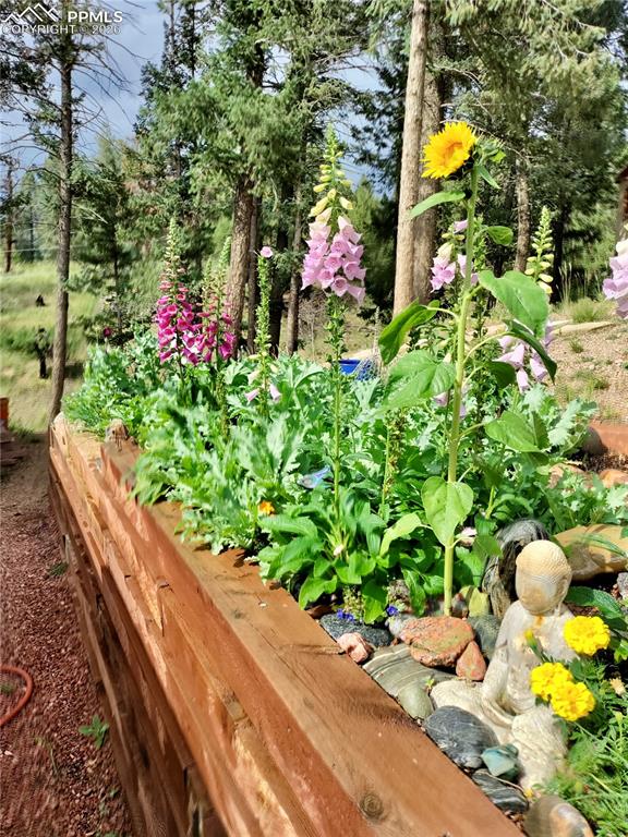 Blooming perennial garden 