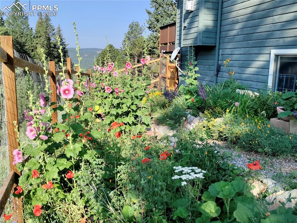 Perennial garden in bloom