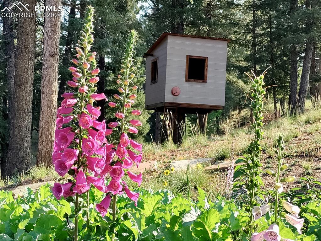Perennial flowers in backyard and treehouse