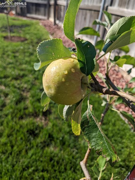 Beautiful apple trees bloom in the spring time