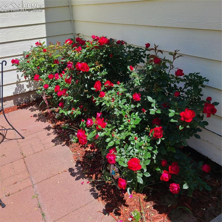 Rose bushes