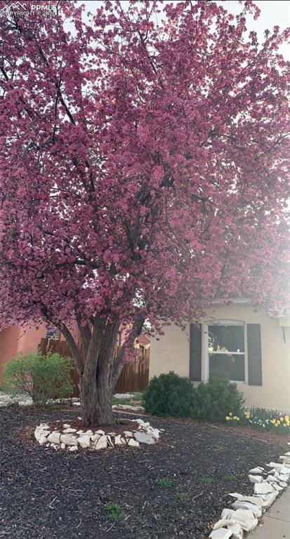 Established Yard with Flowering Tree, Tulips, Hyacinths, and Daffodils