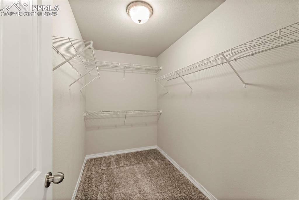Spacious closet featuring carpet floors
