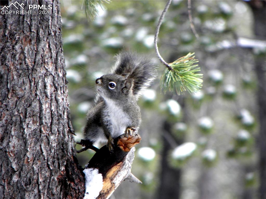 Gray Squirrel