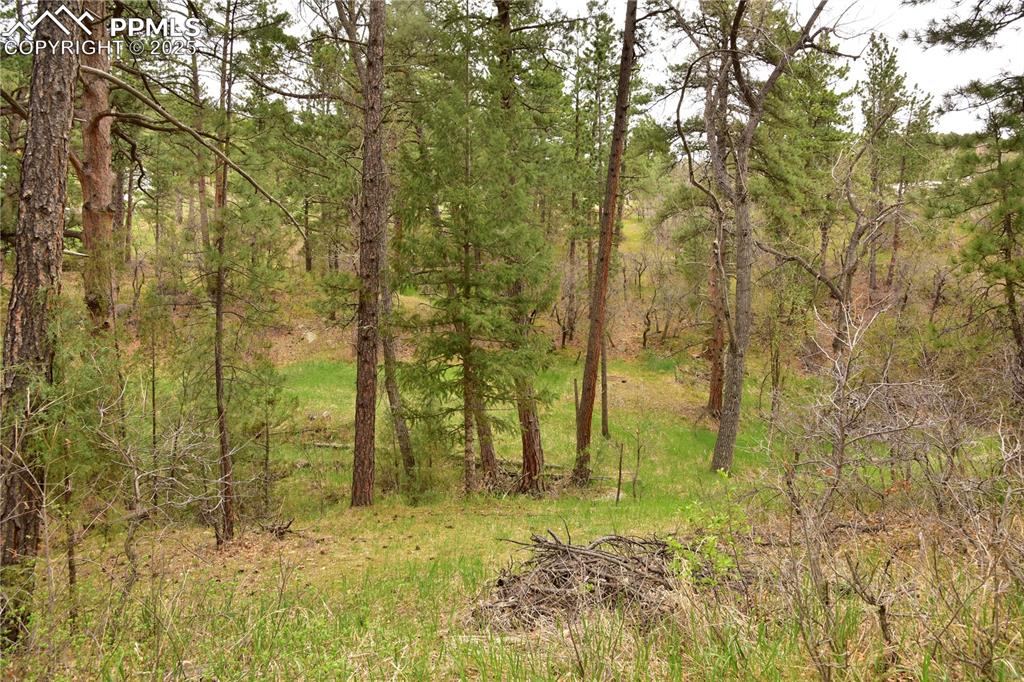 View of wooded area