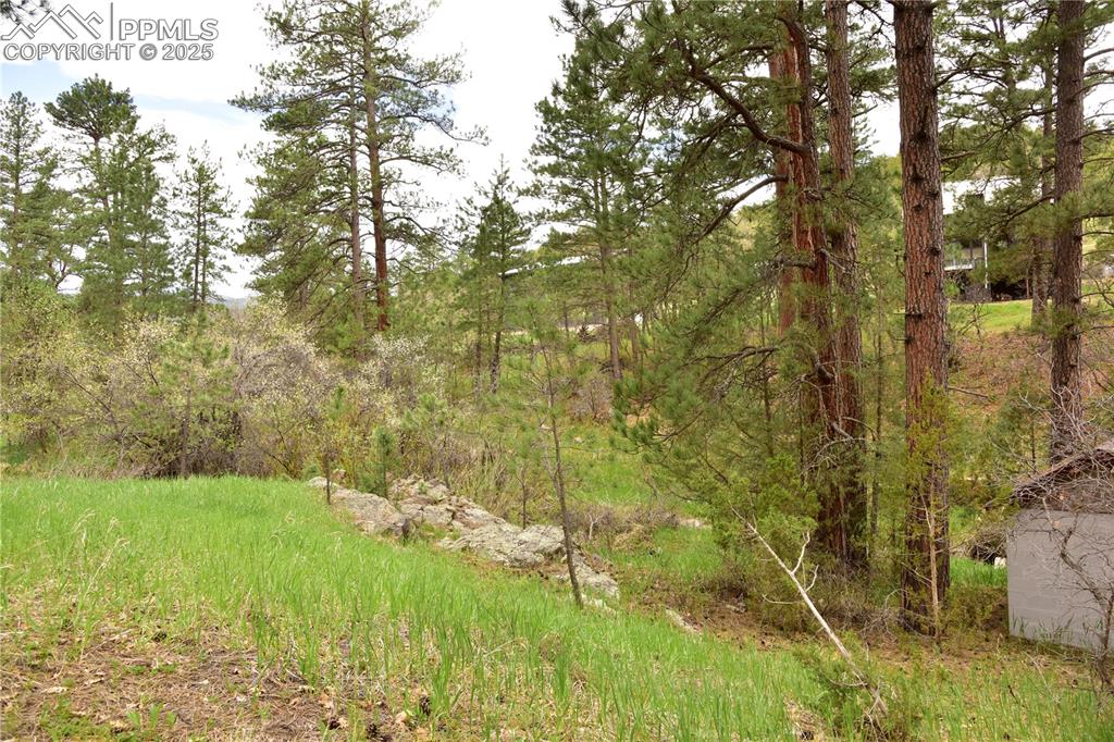 View of tree filled area