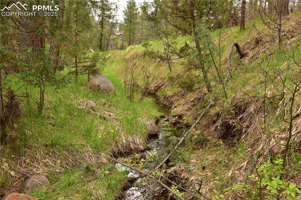 View of tree filled area