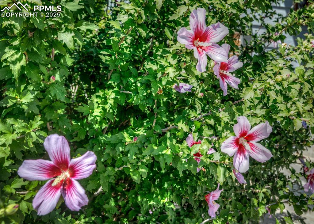 5160 Quill Drive photo 3