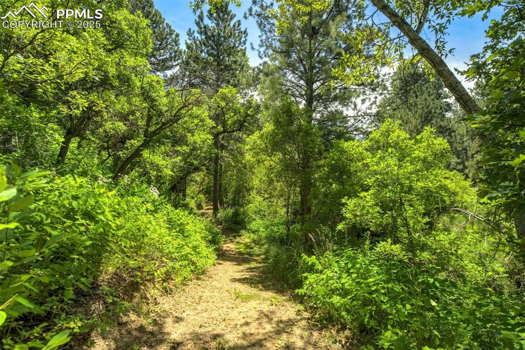 View of woods and another path