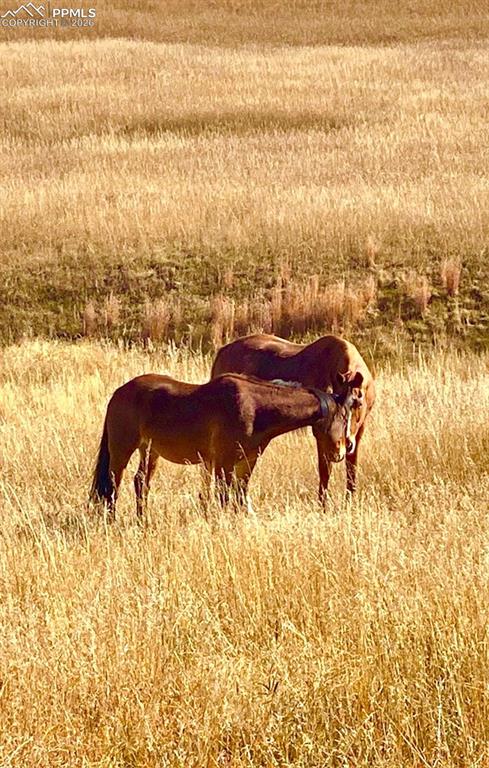 pasture in fall