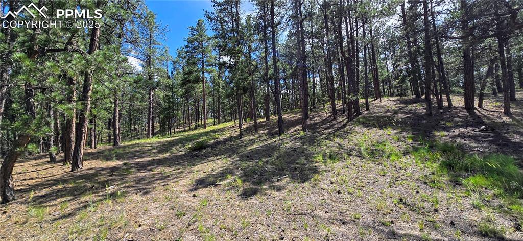 View of wooded area